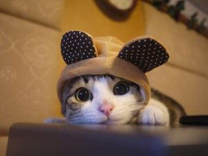 Teddy_bear_kitty-medium
